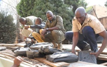 Saisie de 174 Kg de chanvre indien à Petit Mbao : 4 personnes interpellées dont un mineur de 15 ans