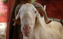 Tabaski : l’Etat mise sur la communication pour l’approvisionnement correct en moutons