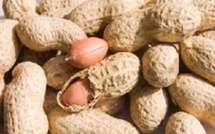 [Exclusif] Campagne arachidière : le prix passe de 165 francs à 175 francs Cfa