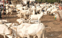 Les 712 000 moutons annoncés suffisants pour approvisionner le marché sénégalais (responsable)