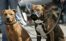 VIDEO - Elevage de Pitbull au Sénégal: Une activité à hauts risques?