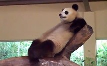 Un panda fait une mauvaise blague