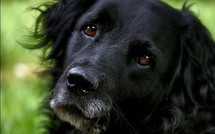 Un Chien sauvé par les Sapeurs Pompiers