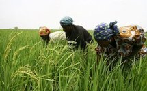 Promotion du Sésame: L’institut de recherche agricole de Bambey ouvre ses portes aux partenaires