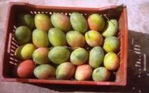 Economie: La filière mangue en croissance