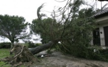 Kédougou: Un arbre s’affaisse et tue deux personnes sur le coup