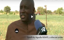 VIDEO - DJOLOFF: Aly Ngouille NDIAYE y cultive ses racines