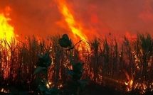 Fouladou: Quelques 200 hectares de riz emportés par les flammes
