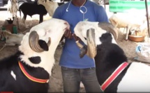 VIDEO - Tabaski 2019: Des moutons jusqu'a 4 millions de francs CFA !