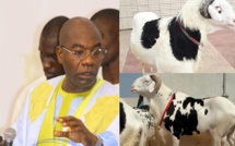 VIDEO - Des moutons de Tabaski offerts par les Thiantacones à leur Khalife général 