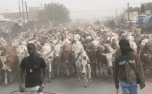 Cheikh Béthio Thioune fait sa démonstration de force : 1000 bœufs pour un Magal de Berndé