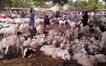 La Tabaski de galère de Bakary: A défaut d’un mouton, le géomètre se contente d’une brebis et essuie les pleurs de sa femme !