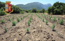 Italie: Arrestation d’un Sénégalais « gérant » d’une plantation de marijuana