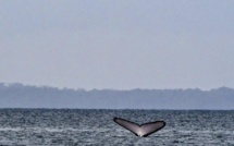G7: La protection des océans au menu des discussions de la journée