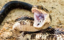 Thiès : Un charmeur de serpents tué par un serpent