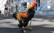 Un coq accusé de nuisance sonore, gagne son procès