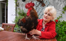 Tribunal correctionnel de Rochefort : un coq accusé de nuisance sonore gagne son procès