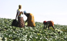 Toukar : Demba Diouf et l'homme d'affaires Farba Ngom offrent aux femmes, un financement de 48 millions FCfa 