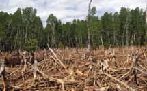 Mbellacadiao: Des cadres contre la déforestation et l'avancée des terres salées
