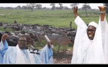 VIDEO - Préparatifs Magal 2019: L'arrivée des boeufs des Thiantacounes