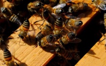 Kaffrine: Les abeilles empêchent l’enterrement d’un corps