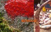 Attaques Mystiques, intimidations ou calculs politiques : Des restes de bœufs  et de sang sur les gradins du stade de Rufisque