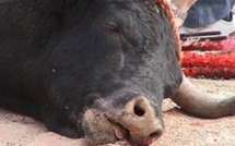 Contre les féticheurs de Wade : 9 chèvres, 9 bœufs et 9 coqs tués à Rufisque, Yoff et Saint-Louis.