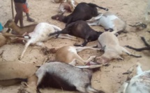 Louga : de chiens errants déciment un troupeau à Leona