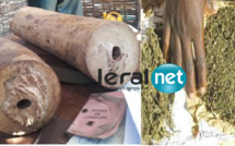 DOUANE - Saisies de deux défenses d’éléphant à Kédougou et de 66 kg de chanvre indien à Kolda
