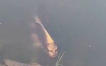Vidéo: Un poisson à visage "humain" affole la toile