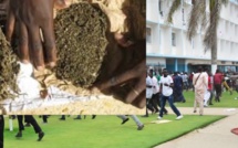 UCAD -  Comment la sécurité du Coud a pisté et alpagué I. Guèye, le dealer de "Yamba"