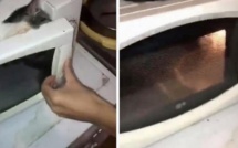 France: Deux adolescents enferment un chaton dans un micro-onde, l’allume et diffusent la vidéo sur la toile