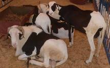 Tabaski 2012: Vers une pénurie de moutons ?