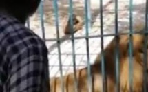 Accident au parc de Hann : La radiation de l’agent des Eaux et Forêts en perspective