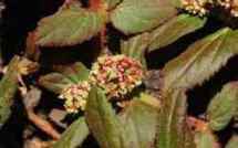 Découverte : Une plante réduit le cancer de l’ovaire et pourrait aider dans le traitement du Sida!