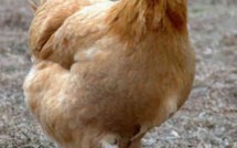 INSOLITE: Il viole un poulet et se suicide