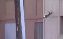 Un chat sauve sa peau en suivant les conseils de la foule