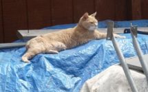 Le maire le plus célèbre d'Alaska est un chat