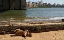Le mystérieux monstre de Manhattan