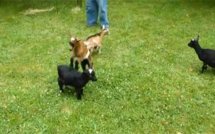 Une chèvre ninja! (vidéo)