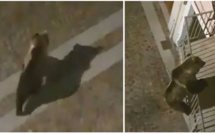 Un ours escalade un balcon pour entrer dans un appartement au deuxième étage en Italie