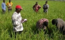 Joal-Fadiouth : reboisement de la digue anti sel