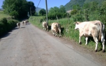 VIDEO – Saint Louis : Un camion fou tue plusieurs vaches, les bergers menacent de décapiter les chauffards