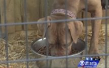 Garçon de 19 ans filmé pendant qu'il viole des Pitbulls!