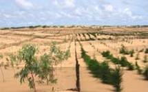 Besoins de 1200 plantes pour reboiser 12 établissements sociocommunautaires à Lambaye