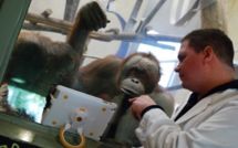 À Toronto, les orangs-outans sont devenus accros à l'iPad