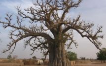 [Vidéo] Rufisque: L'effondrement d'un baobab fait des blessés