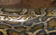 Ils sauvent un python de près de quatre mètres qui avait englouti un chien