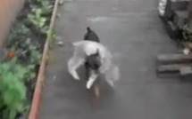 Un chien porte un chat