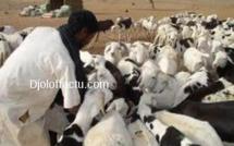 Dahra Djoloff : Il profite des funérailles de son voisin pour lui voler 54 moutons.